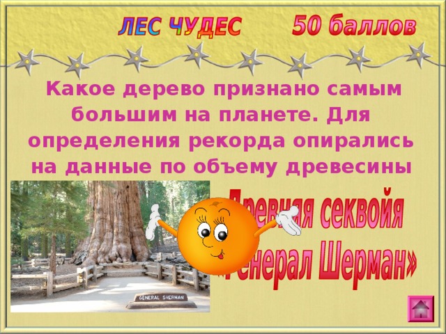  Какое дерево признано самым большим на планете. Для определения рекорда опирались на данные по объему древесины 