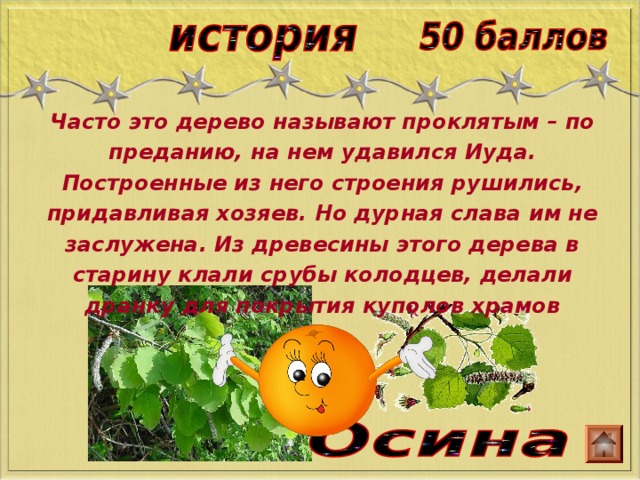 Часто это дерево называют проклятым – по преданию, на нем удавился Иуда. Построенные из него строения рушились, придавливая хозяев. Но дурная слава им не заслужена. Из древесины этого дерева в старину клали срубы колодцев, делали дранку для покрытия куполов храмов 