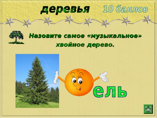 Назовите самое «музыкальное» хвойное дерево. 