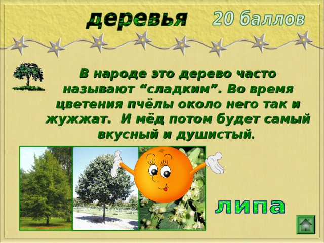 В народе это дерево часто называют “сладким”. Во время цветения пчёлы около него так и жужжат. И мёд потом будет самый вкусный и душистый . 