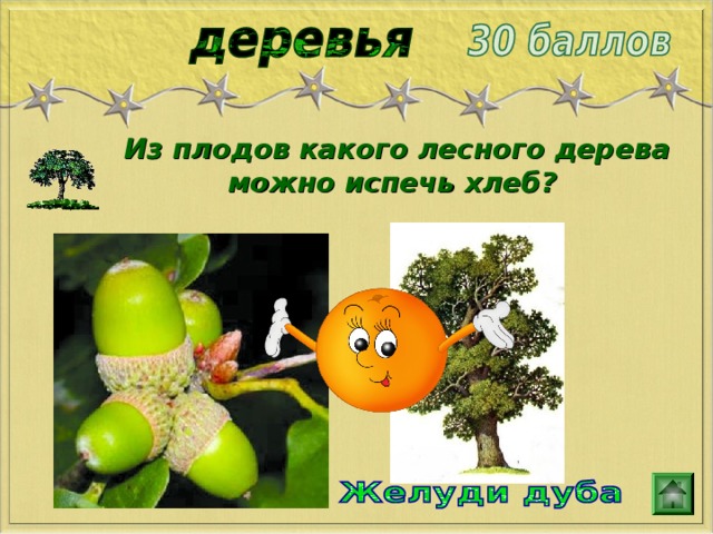 Из плодов какого лесного дерева можно испечь хлеб? 