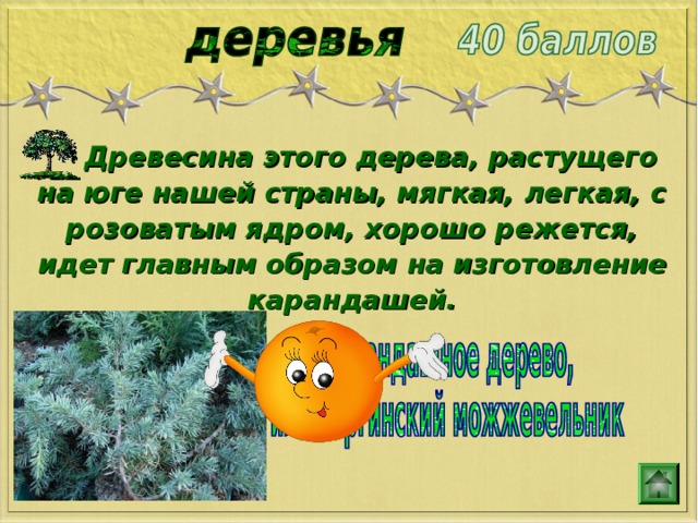  Древесина этого дерева, растущего на юге нашей страны, мягкая, легкая, с розоватым ядром, хорошо режется, идет главным образом на изготовление карандашей. 