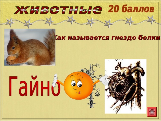Как называется гнездо белки? 