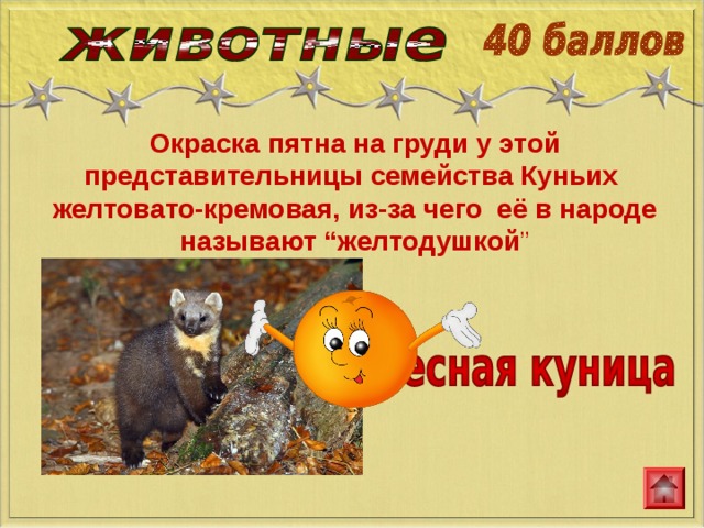 Окраска пятна на груди у этой представительницы семейства Куньих желтовато-кремовая, из-за чего её в народе называют “желтодушкой ”  http://www.persony.ru/ 