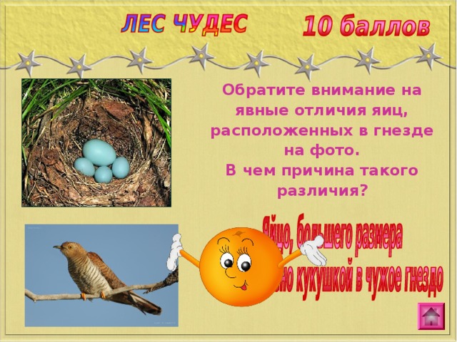Обратите внимание на явные отличия яиц, расположенных в гнезде на фото. В чем причина такого различия?  