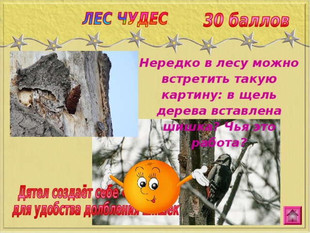 Нередко в лесу можно встретить такую картину: в щель дерева вставлена шишка? Чья это работа? 