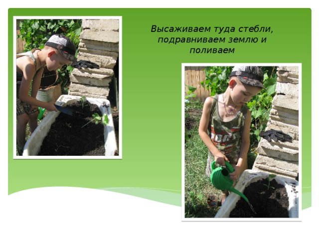 Высаживаем туда стебли, подравниваем землю и поливаем 