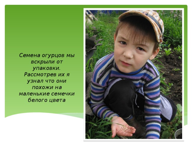 Семена огурцов мы вскрыли от упаковки. Рассмотрев их я узнал что они похожи на маленькие семечки белого цвета 