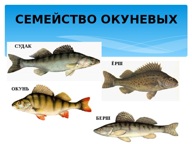 СЕМЕЙСТВО ОКУНЕВЫХ СУДАК ЁРШ ОКУНЬ БЕРШ 