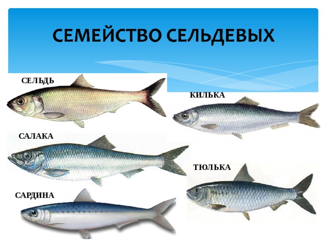 СЕЛЬДЬ КИЛЬКА САЛАКА ТЮЛЬКА САРДИНА 