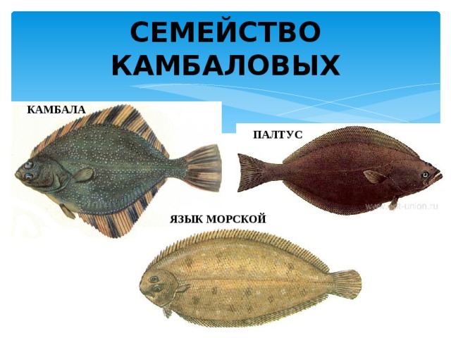 СЕМЕЙСТВО КАМБАЛОВЫХ КАМБАЛА ПАЛТУС ЯЗЫК МОРСКОЙ 