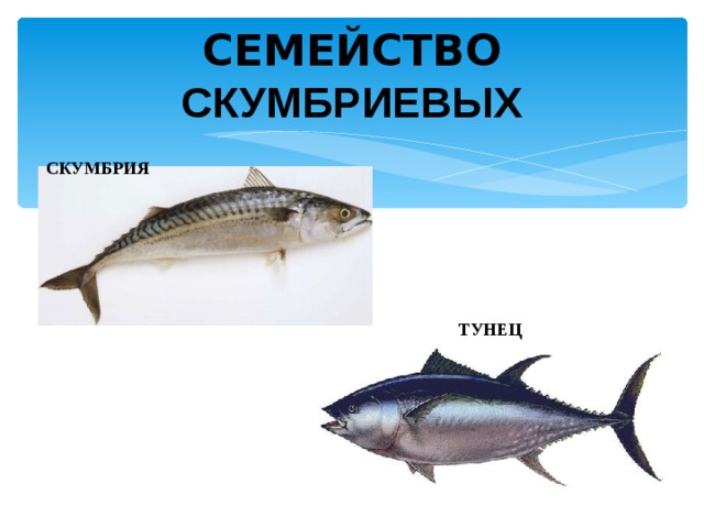 СЕМЕЙСТВО СКУМБРИЕВЫХ СКУМБРИЯ ТУНЕЦ 