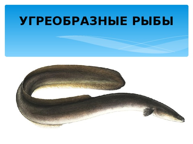 УГРЕОБРАЗНЫЕ РЫБЫ 