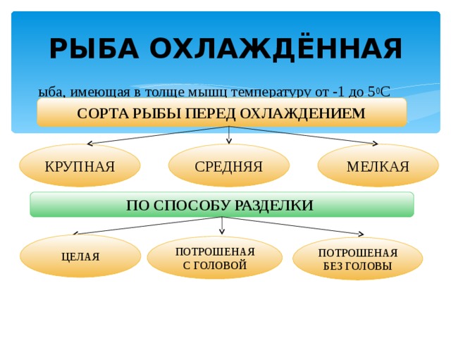 РЫБА ОХЛАЖДЁННАЯ Рыба, имеющая в тол­ще мышц температуру от -1 до 5 0 С СОРТА РЫБЫ ПЕРЕД ОХЛАЖДЕНИЕМ КРУПНАЯ СРЕДНЯЯ МЕЛКАЯ ПО СПОСОБУ РАЗДЕЛКИ ЦЕЛАЯ ПОТРОШЕНАЯ С ГОЛОВОЙ ПОТРОШЕНАЯ БЕЗ ГОЛОВЫ 20 