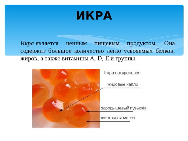 ИКРА Икра  является ценным пищевым продуктом. Она содержит большое количество легко усвояемых белков, жиров, а также витамины A, D, Е и группы 