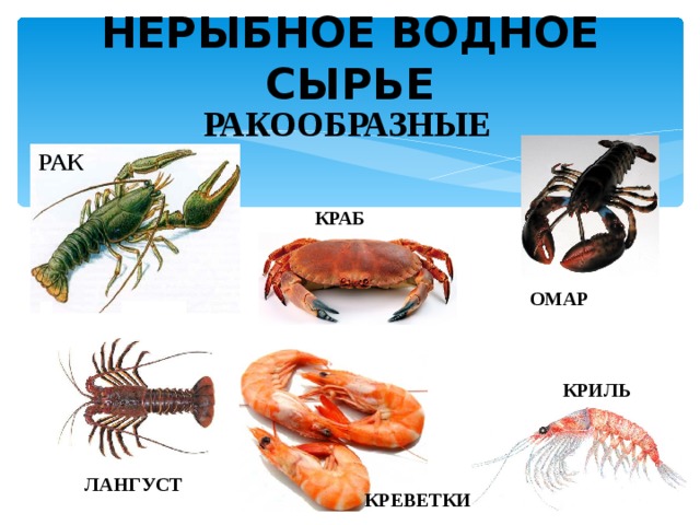 НЕРЫБНОЕ ВОДНОЕ СЫРЬЕ РАКООБРАЗНЫЕ РАК КРАБ ОМАР КРИЛЬ ЛАНГУСТ КРЕВЕТКИ 