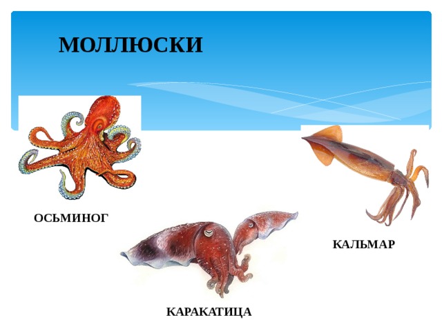 МОЛЛЮСКИ ОСЬМИНОГ КАЛЬМАР КАРАКАТИЦА 