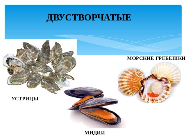 ДВУСТВОРЧАТЫЕ МОРСКИЕ ГРЕБЕШКИ УСТРИЦЫ МИДИИ 