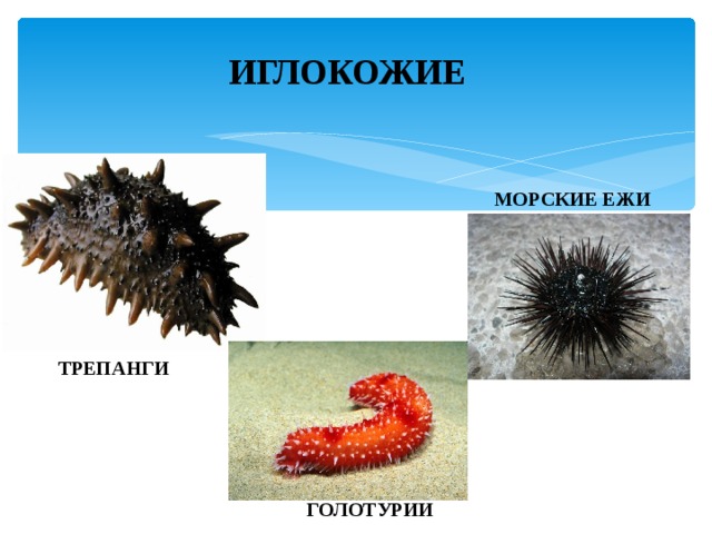 ИГЛОКОЖИЕ МОРСКИЕ ЕЖИ ТРЕПАНГИ ГОЛОТУРИИ 