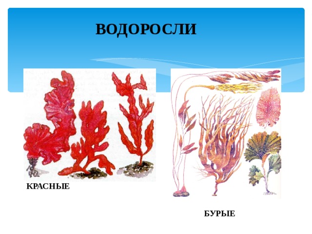 ВОДОРОСЛИ КРАСНЫЕ БУРЫЕ 