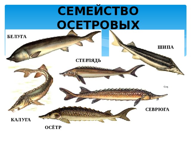 СЕМЕЙСТВО ОСЕТРОВЫХ БЕЛУГА ШИПА СТЕРЛЯДЬ СЕВРЮГА КАЛУГА ОСЁТР 6 