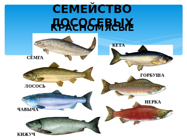 СЕМЕЙСТВО ЛОСОСЕВЫХ  КРАСНОМЯСЫЕ  КЕТА СЁМГА ГОРБУША ЛОСОСЬ НЕРКА ЧАВЫЧА КИЖУЧ 