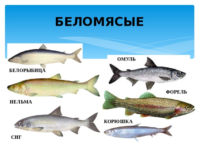 БЕЛОМЯСЫЕ ОМУЛЬ БЕЛОРЫБИЦА ФОРЕЛЬ НЕЛЬМА КОРЮШКА СИГ 