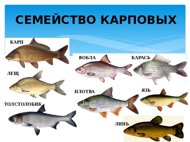 СЕМЕЙСТВО КАРПОВЫХ КАРП КАРАСЬ ВОБЛА ЛЕЩ ЯЗЬ ПЛОТВА ТОЛСТОЛОБИК ЛИНЬ 