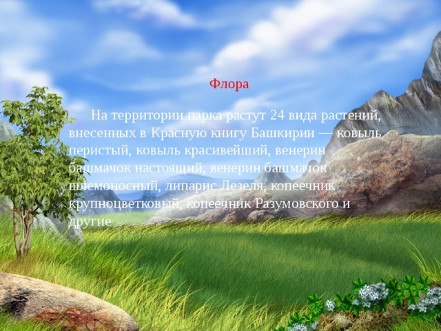 Флора На территории парка растут 24 вида растений, внесенных в Красную книгу Башкирии — ковыль перистый, ковыль красивейший, венерин башмачок настоящий, венерин башмачок шлемоносный, липарис Лезеля, копеечник крупноцветковый, копеечник Разумовского и другие 