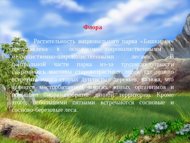 Флора   Растительность национального парка «Башкирия» представлена в основном широколиственными и мелколиственно-широколиственными лесами. В центральной части парка из-за труднодоступности сохранились массивы старовозрастных лесов, где можно встретить много старых дуплистых деревьев, валежа, что является местообитанием многих живых организмов и повышает биоразнообразие данной территории. Кроме этого, небольшими пятнами встречаются сосновые и сосново-березовые леса. 