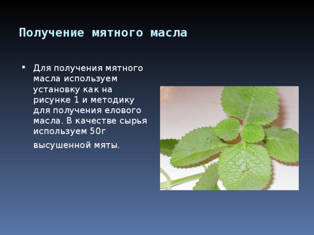 Получение мятного масла  Для получения мятного масла используем установку как на рисунке 1 и методику для получения елового масла. В качестве сырья используем 50г высушенной мяты.  