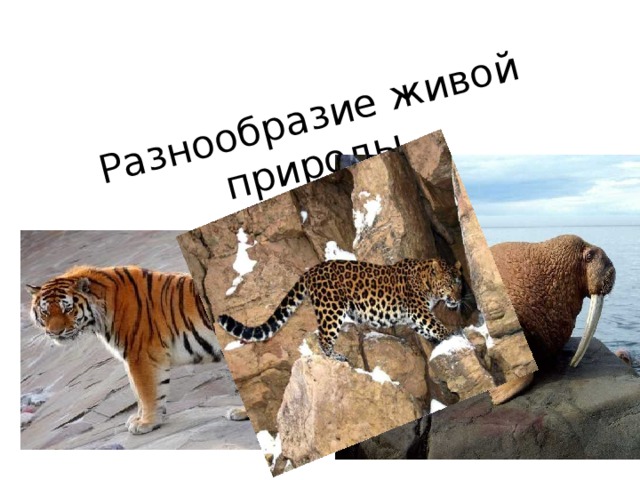 Разнообразие живой природы. 