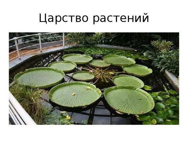 Царство растений 