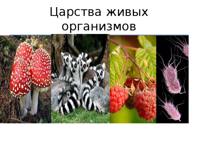 Царства живых организмов 