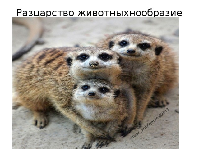 Разцарство животныхнообразие бактерий 