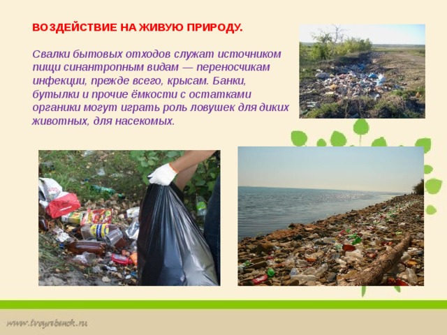 ВОЗДЕЙСТВИЕ НА ЖИВУЮ ПРИРОДУ. Свалки бытовых отходов служат источником пищи синантропным видам — переносчикам инфекции, прежде всего, крысам. Банки, бутылки и прочие ёмкости с остатками органики могут играть роль ловушек для диких животных, для насекомых. 