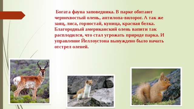  Богата фауна заповедника. В парке обитают чернохвостый олень, антилопа-вилорог. А так же заяц, лиса, горностай, куница, красная белка. Благородный американский олень вапити так расплодился, что стал угрожать природе парка. И управление Йеллоустона вынуждено было начать отстрел оленей. 