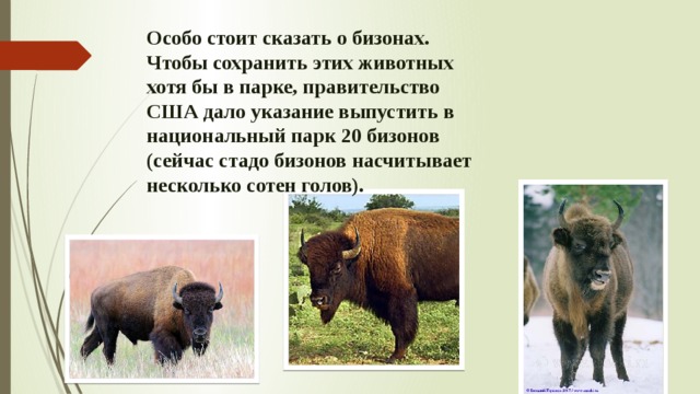 Особо стоит сказать о бизонах. Чтобы сохранить этих животных хотя бы в парке, правительство США дало указание выпустить в национальный парк 20 бизонов (сейчас стадо бизонов насчитывает несколько сотен голов). 