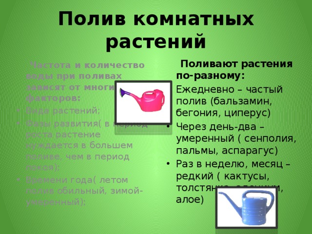 Полив комнатных растений  Поливают растения по-разному:  Частота и количество воды при поливах зависят от многих факторов: Ежедневно – частый полив (бальзамин, бегония, циперус) Через день-два – умеренный ( сенполия, пальмы, аспарагус) Раз в неделю, месяц – редкий ( кактусы, толстянка, адениум, алое) Вида растений; Фазы развития( в период роста растение нуждается в большем поливе, чем в период покоя); Времени года( летом полив обильный, зимой- умеренный); 
