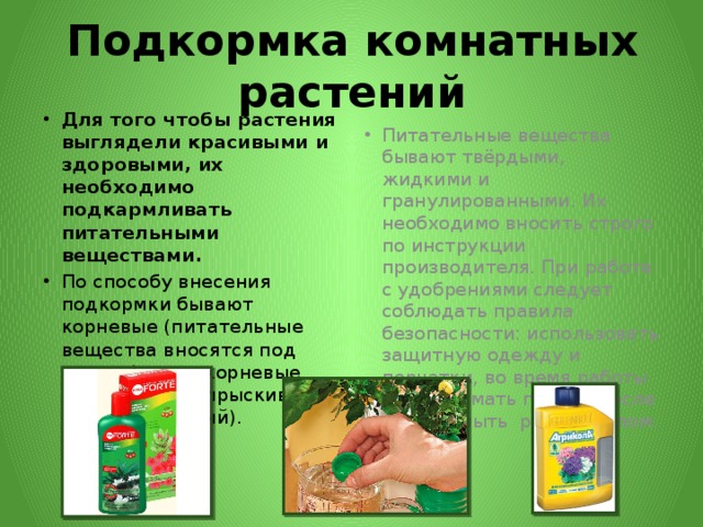 Подкормка комнатных растений Для того чтобы растения выглядели красивыми и здоровыми, их необходимо подкармливать питательными веществами. По способу внесения подкормки бывают корневые (питательные вещества вносятся под корень), и внекорневые (растворами опрыскивают листья растений). Питательные вещества бывают твёрдыми, жидкими и гранулированными. Их необходимо вносить строго по инструкции производителя. При работе с удобрениями следует соблюдать правила безопасности: использовать защитную одежду и перчатки, во время работы не принимать пищу и после работы мыть руки с мылом. 