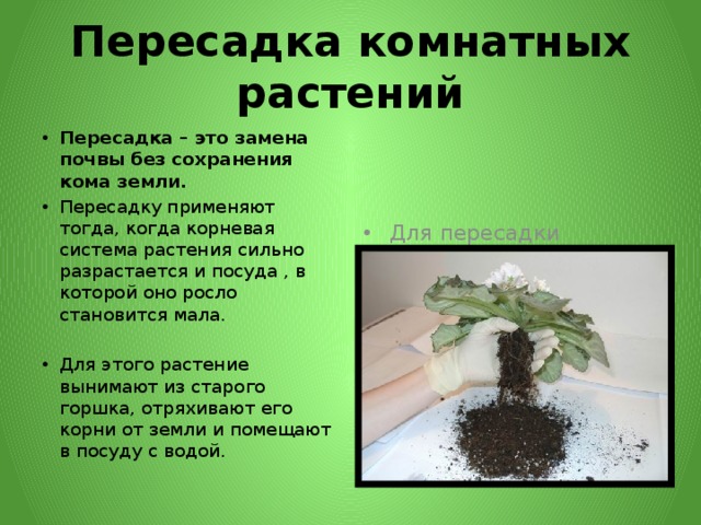 Пересадка комнатных растений Пересадка – это замена почвы без сохранения кома земли. Пересадку применяют тогда, когда корневая система растения сильно разрастается и посуда , в которой оно росло становится мала. Для пересадки применяют керамические, пластмассовые, деревянные контейнеры и горшки. Для этого растение вынимают из старого горшка, отряхивают его корни от земли и помещают в посуду с водой. 