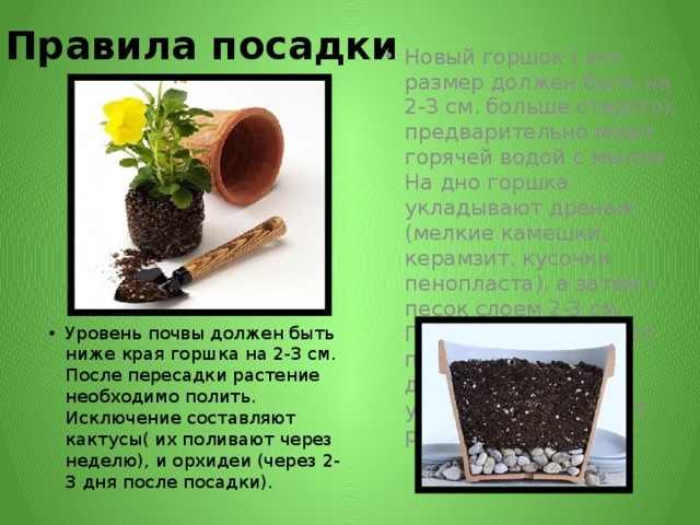 Правила посадки Новый горшок ( его размер должен быть на 2-3 см. больше старого), предварительно моют горячей водой с мылом. На дно горшка укладывают дренаж (мелкие камешки, керамзит, кусочки пенопласта), а затем – песок слоем 2-3 см. После этого засыпают почвенную смесь, делают в ней углубление и сажают растение. Уровень почвы должен быть ниже края горшка на 2-3 см. После пересадки растение необходимо полить. Исключение составляют кактусы( их поливают через неделю), и орхидеи (через 2-3 дня после посадки). 