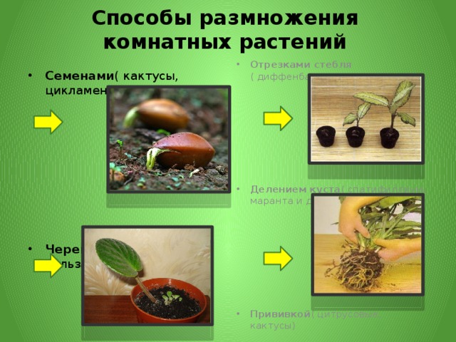 Способы размножения комнатных растений Семенами ( кактусы, цикламены, бегонии и др.) Черенками ( герани, бальзамины, мирт и др.) Отрезками стебля ( диффенбахия, монстера) Делением куста ( спатифиллиум, маранта и др.) Прививкой ( цитрусовые, кактусы) 