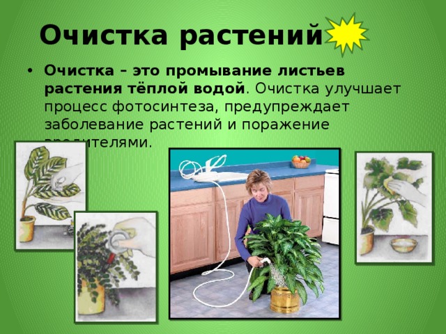 Очистка растений Очистка – это промывание листьев растения тёплой водой . Очистка улучшает процесс фотосинтеза, предупреждает заболевание растений и поражение вредителями. 