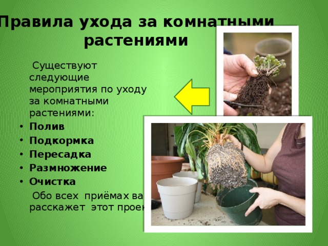 Правила ухода за комнатными растениями  Существуют следующие мероприятия по уходу за комнатными растениями: Полив Подкормка Пересадка Размножение Очистка  Обо всех приёмах вам расскажет этот проект. 
