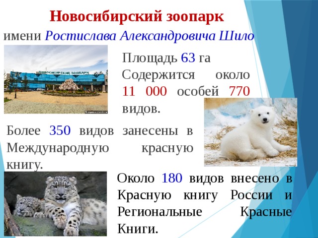 Новосибирский зоопарк имени Ростислава Александровича Шило Площадь 63 га Содержится около 11 000 особей 770 видов. Более 350 видов занесены в Международную красную книгу. Около 180 видов внесено в Красную книгу России и Региональные Красные Книги. 