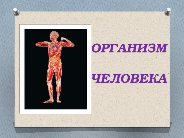 ОРГАНИЗМ  ЧЕЛОВЕКА 