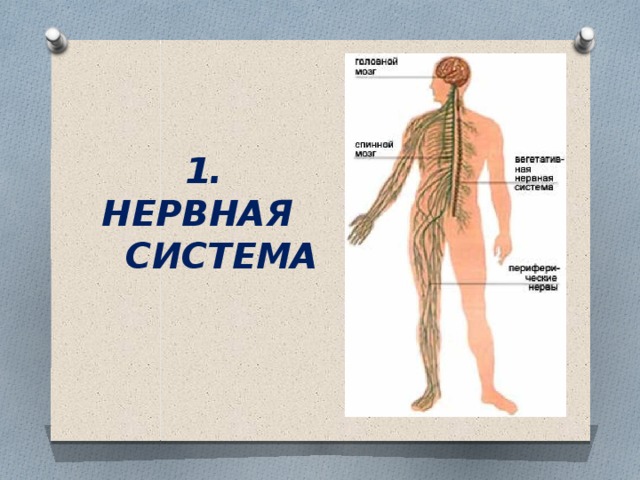 1. НЕРВНАЯ  СИСТЕМА 