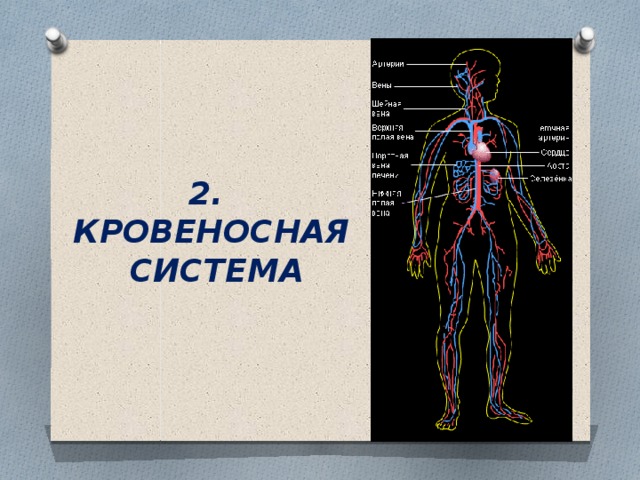 2. КРОВЕНОСНАЯ  СИСТЕМА 