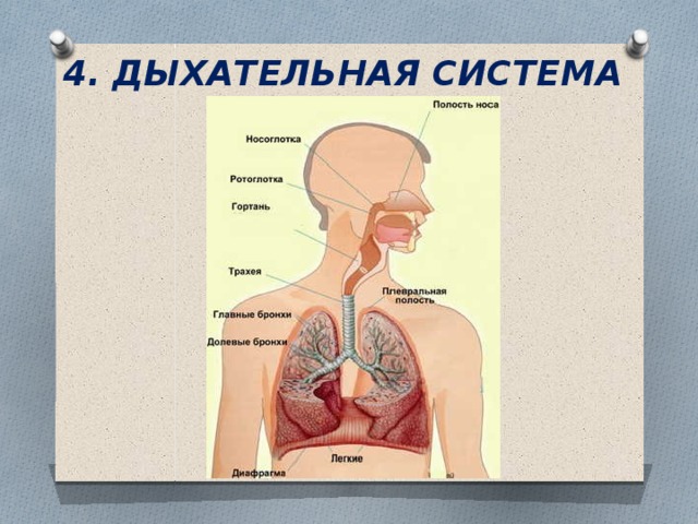 4. ДЫХАТЕЛЬНАЯ СИСТЕМА 